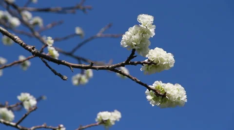 Plum Tree Blossom 스톡 동영상 57369783