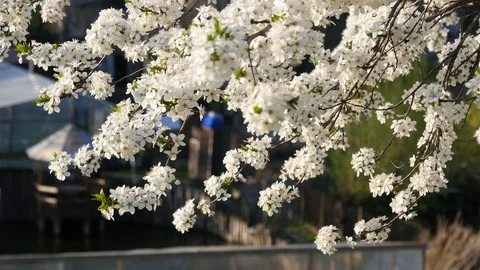 Plum tree blossom. Spring season. Stock Footage 107192556