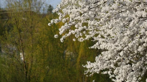 Plum tree blossom. Spring season. Stock Footage 107192576