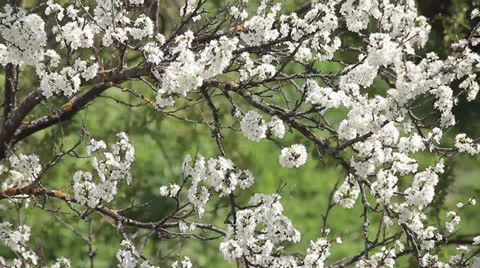 Plum tree blossom tremble in wind.mp4 Video stock 23724739