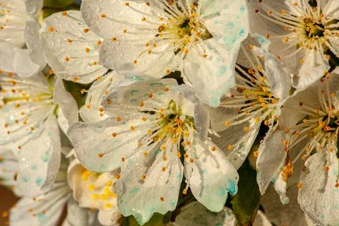 Plum Tree Blossoms Beginning to Bloom in Garden Stock Photos