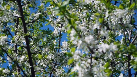 Plum tree blossoms on branches blowing in the wind Stock-Footage 89653324