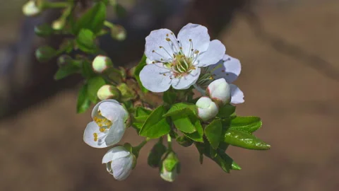 Plum tree blossoms Stock Footage 149843113