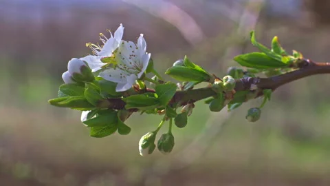 Plum tree blossoms Stock Footage 149843818