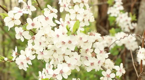 Plum tree blossoms spring nature footage Video stock 50969172