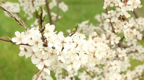 Plum tree blossoms spring nature footage Video stock 50969496