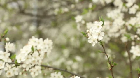 Plum tree blossoms spring nature footage Stock Footage 50978209