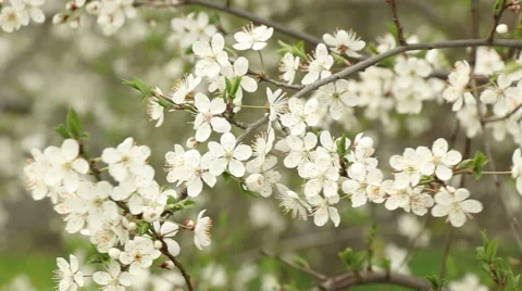 Plum tree blossoms spring nature footage Stock Footage 50978704