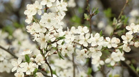 Plum tree blossoms spring nature footage Stock Footage 50978727