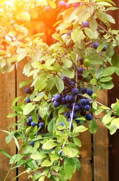 Plum tree branch autumn selective soft focus Stock Photos