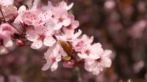 Plum Tree Branch bloom in Spring Sunny Day Stock Footage 152766388