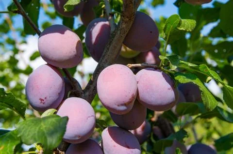 Plum tree branch with leaves and fruits Stock-Fotos