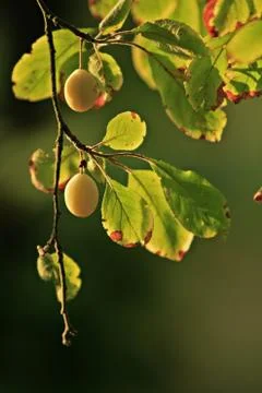 Plum tree branch Stock Photos