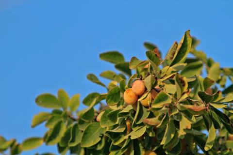Plum tree branch Stock Photos