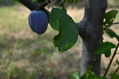 Plum on a tree branch Stockfoto's