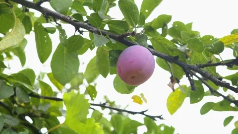 Plum tree with branches and green leafs on a overcast sky Stock Footage 201843983
