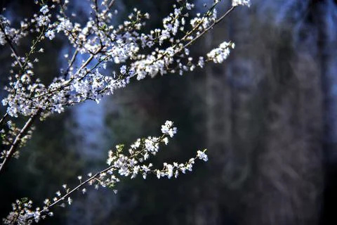 Plum tree branches in bloom Stock Photos