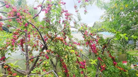 Plum tree with branches full of ripe, red and pink plums, lush green leaves, Video stock 344094821