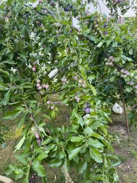 Plum tree branches holding ripe plums ready for harvest Stock Photos