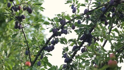 Plum tree branches moving in the wind in the Czech Republic. 库存影片 74287957