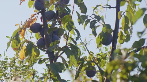 Plum tree branches with ripe plums ready for harvest. Organic fruit farming Video stock 264739638