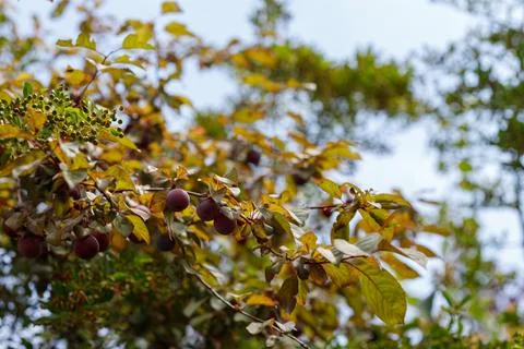 Plum Tree Branches with Ripe Plums and Leaves Stock Photos
