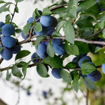 Plum Tree Branches with Ripe Plums and Green Leaves Stock Photos