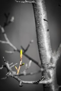 Plum tree bud Stock Photos
