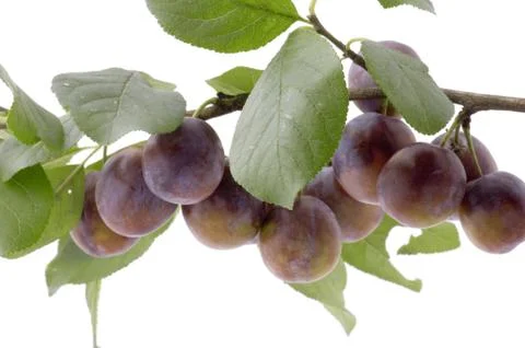 Plum tree close up Stock Photos