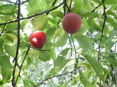 Plum tree close up Foto stock