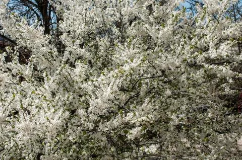 Plum tree in early spring Stock Photos