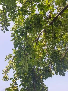 Plum tree filled with plums on its branches Stock Photos