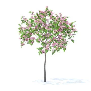 3D Model: Plum Tree with Flowers 3D Model 2m #91439479
