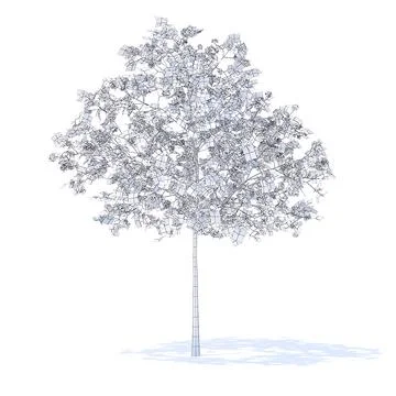 Plum Tree with Flowers 3D Model 3.2m ~ 3D Model #91541032