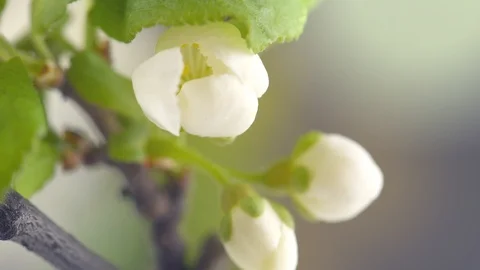 Plum tree flowers blooming closeup. Gardening concept. Blossoming plum tree Stock Footage 101622553