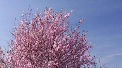 Plum tree with flowers blooming Stock Footage 306540080