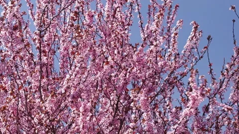 Plum tree with flowers blooming Stockbeeldmateriaal 306540155