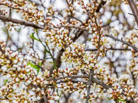 Plum tree flowers Stock Photos