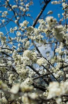 Plum-tree flowers Stock Photos