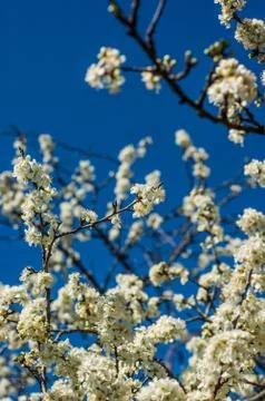 Plum-tree flowers Stock Photos
