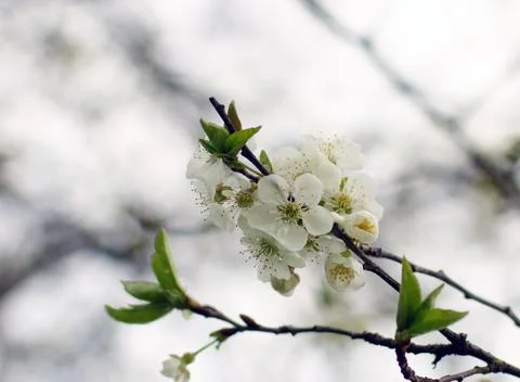 Plum tree flowers Stock Photos
