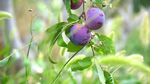 Plum tree Stock Footage 94034799