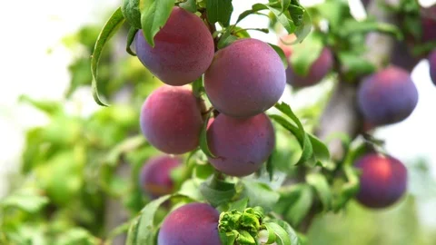 Plum tree Stock Footage 94062977