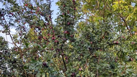 Plum tree Stock Footage 206173169