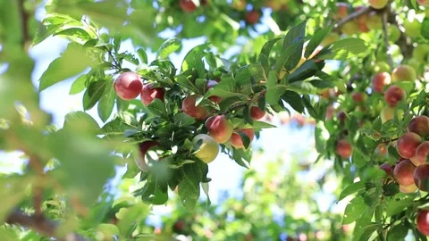 Plum tree Stock Footage 247648656