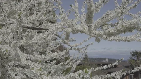 Plum Tree in Full Bloom with Insects Buzzing Around Stockbeeldmateriaal 62723217