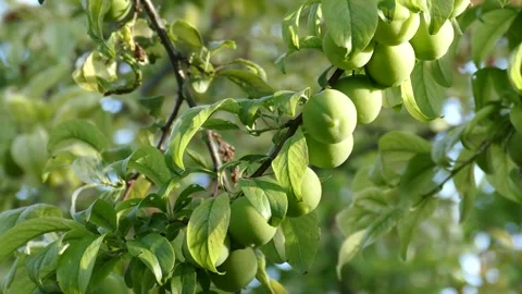 Plum tree full of bunches of green sour plums,close-up plum tree full of frui Stock Footage 281496928