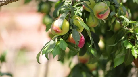 Plum tree full of fruits Stock Footage 171973283