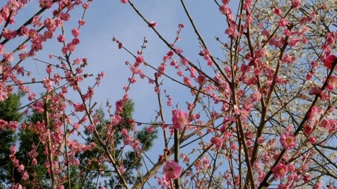 Plum tree full of pink plum blossoms Stock-Footage 95927287