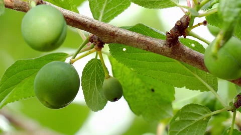 A plum tree in the garden Stock Footage 51536706